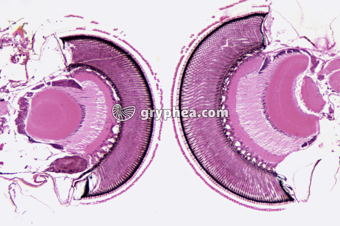 Oeil composé d'insecte coupe des ommatidies x10 - gryphea.org